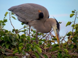 Wakodahatchee-Wetlands-Delray-Beach-1793