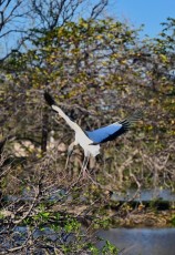Wakodahatchee-Wetlands-delray-beach-floride8485