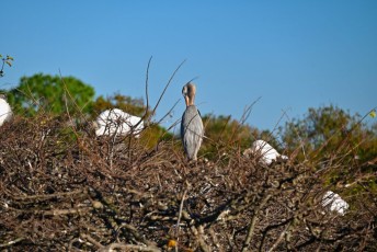 Wakodahatchee-Wetlands-delray-beach-floride8486