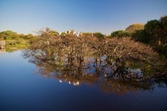 Wakodahatchee-Wetlands-delray-beach-floride8489