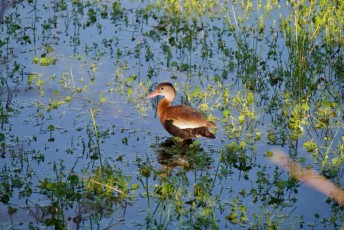 Wakodahatchee-Wetlands-delray-beach-floride8508