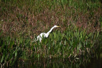 Wakodahatchee-Wetlands-delray-beach-floride8516