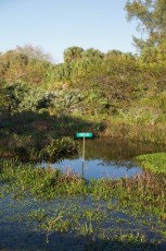 Wakodahatchee-Wetlands-delray-beach-floride8524