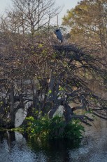 Wakodahatchee-Wetlands-delray-beach-floride8542