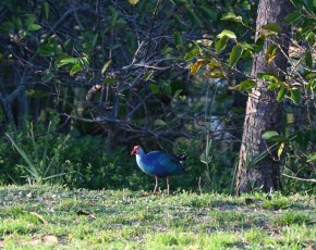 Wakodahatchee-Wetlands-delray-beach-floride8551