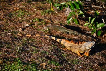 Wakodahatchee-Wetlands-delray-beach-floride8554