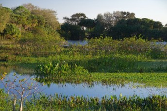 Wakodahatchee-Wetlands-delray-beach-floride8557