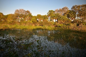 Wakodahatchee-Wetlands-delray-beach-floride8561