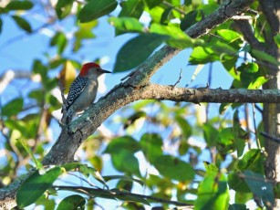 Wakodahatchee-Wetlands-delray-beach-floride8567