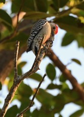 Wakodahatchee-Wetlands-delray-beach-floride8569