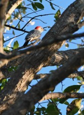 Wakodahatchee-Wetlands-delray-beach-floride8572