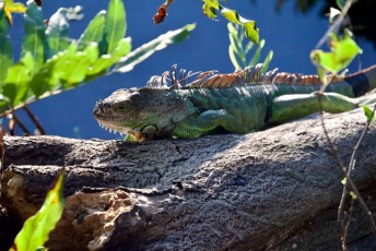 Wakodahatchee-Wetlands-delray-beach-floride8577