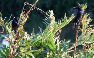 Wakodahatchee-Wetlands-delray-beach-floride8579