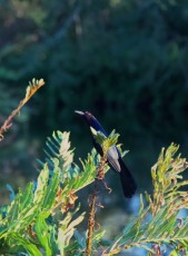 Wakodahatchee-Wetlands-delray-beach-floride8581