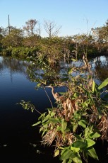 Wakodahatchee-Wetlands-delray-beach-floride8598
