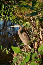 Wakodahatchee-Wetlands-delray-beach-floride8601