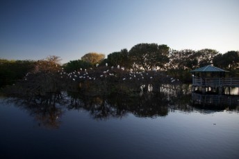 Wakodahatchee-Wetlands-delray-beach-floride8609