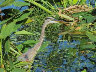 Wakodahatchee Wetlands à Delray Beach
