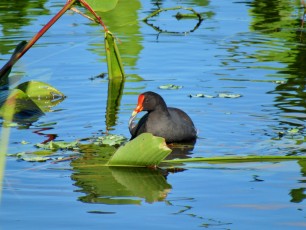 Wakodahatchee Wetlands à Delray Beach