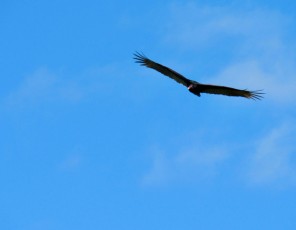 Wakodahatchee Wetlands à Delray Beach