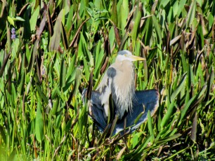 Wakodahatchee Wetlands à Delray Beach