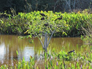 Wakodahatchee Wetlands à Delray Beach