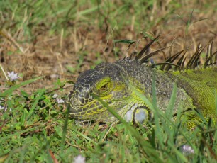 Wakodahatchee Wetlands à Delray Beach