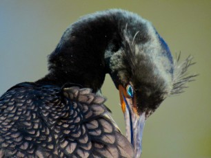 Wakodahatchee Wetlands à Delray Beach