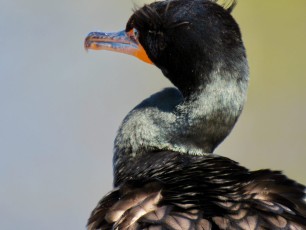 Wakodahatchee Wetlands à Delray Beach
