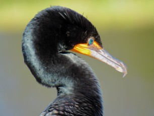 Wakodahatchee Wetlands à Delray Beach
