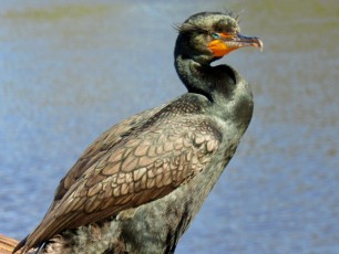 Wakodahatchee Wetlands à Delray Beach