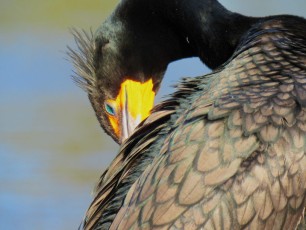 Wakodahatchee-Wetlands-parc-delray-beach-1110