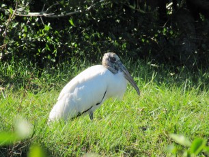 Wakodahatchee Wetlands à Delray Beach