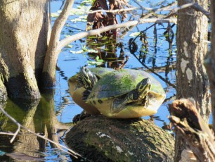 Wakodahatchee-Wetlands-parc-delray-beach-1116