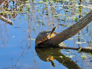 Wakodahatchee Wetlands à Delray Beach