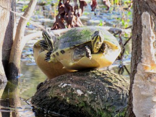 Wakodahatchee Wetlands à Delray Beach