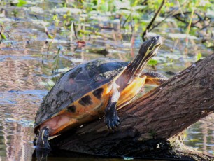 Wakodahatchee Wetlands à Delray Beach