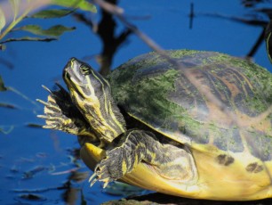Wakodahatchee-Wetlands-parc-delray-beach-1126