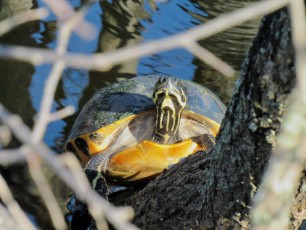 Wakodahatchee Wetlands à Delray Beach