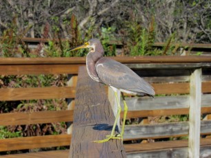 Wakodahatchee Wetlands à Delray Beach