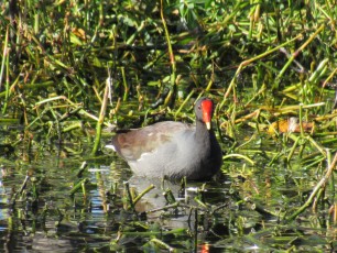Wakodahatchee Wetlands à Delray Beach