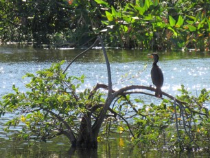 Wakodahatchee Wetlands à Delray Beach