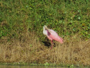 Wakodahatchee Wetlands à Delray Beach