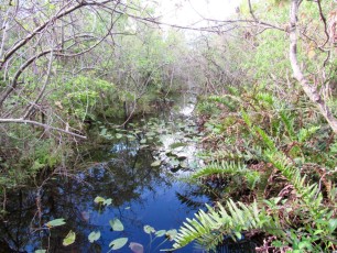 La Fern Forest à Coconut Creek en Floride