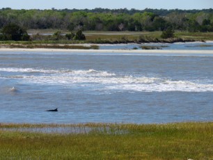 Un dauphin près de Fort Sumter