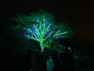 Decorations-illuminations-de-Noel-jardins-botaniques-botanical-garden-naples-Floride-6009
