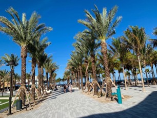 Les allées de palmiers entre le parc et la plage