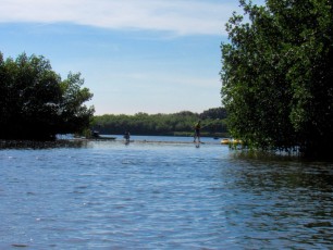 Weedon Island et ses magnifiques tunnels de mangrove à St Petersburg en Floride