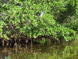 weedon-island-tunnels-de-mangrove-st-petersburg-kayak-Floride-4139