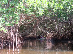 weedon-island-tunnels-de-mangrove-st-petersburg-kayak-Floride-4151